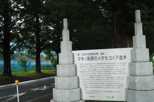 メタセコイア並木