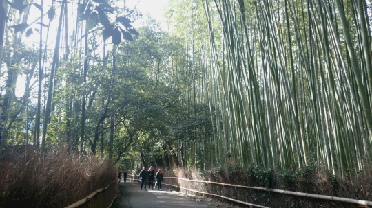 竹林の道