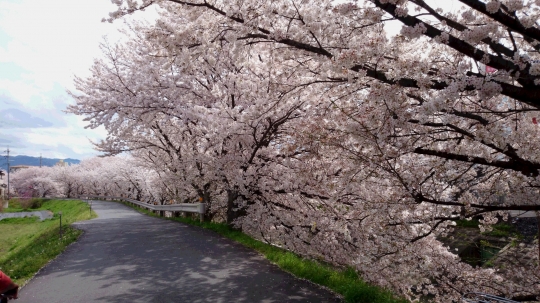 桜