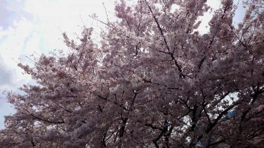 桜2
