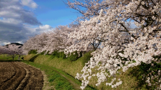 桜３