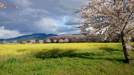 菜の花