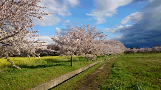 桜４